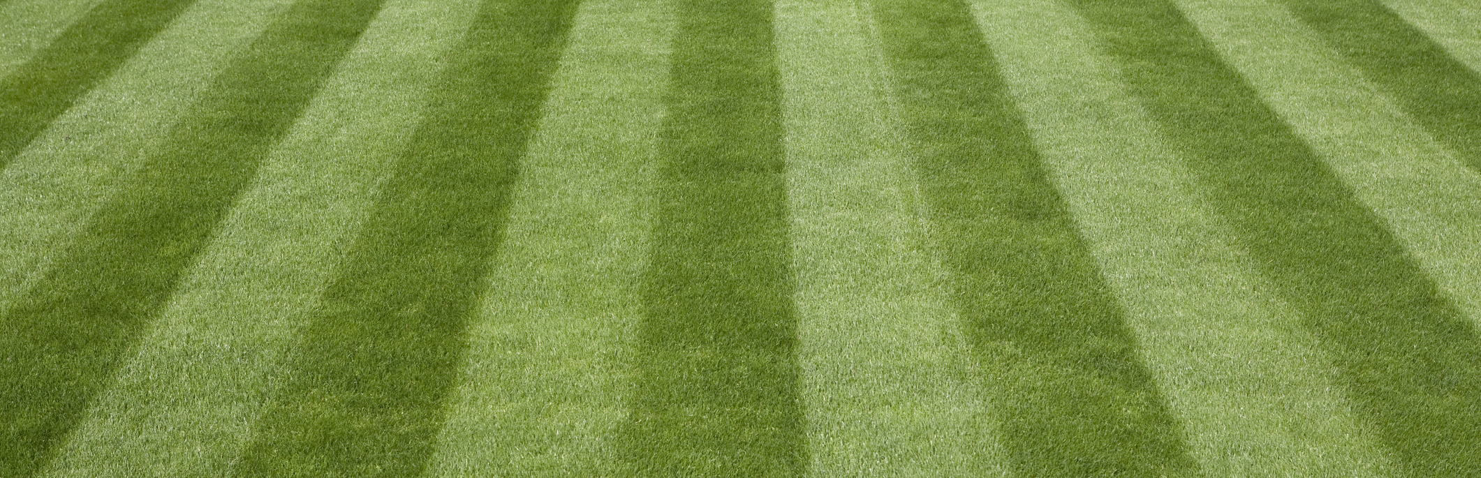 Healthy green lawn