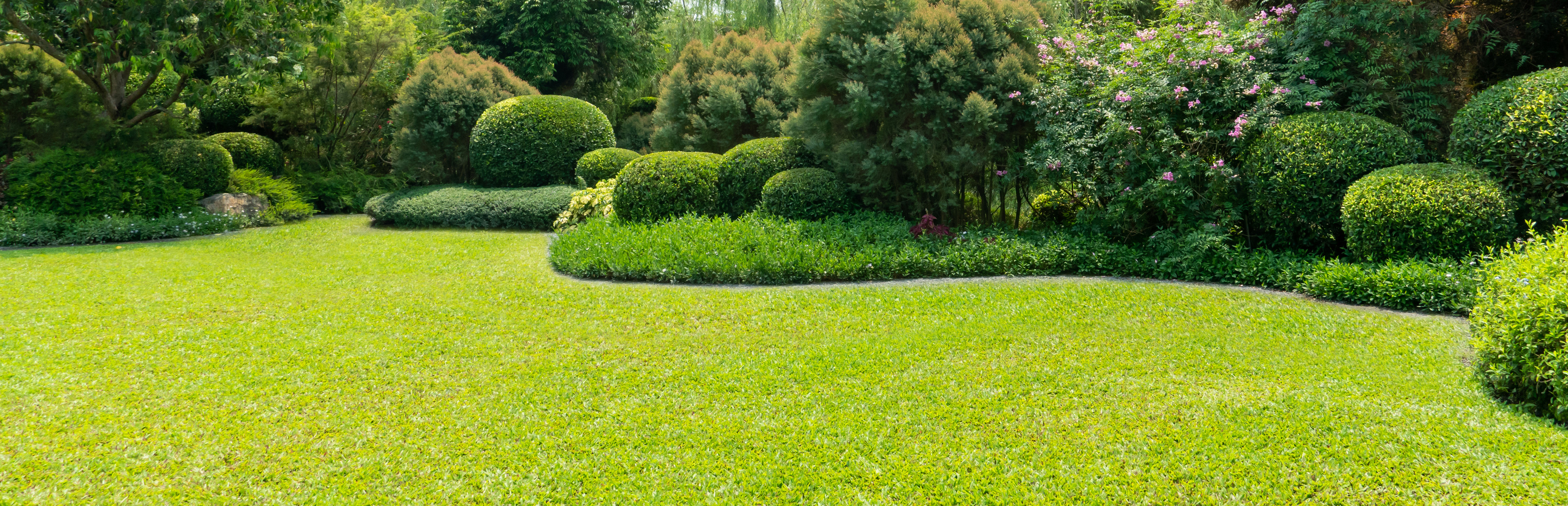 Healthy green lawn