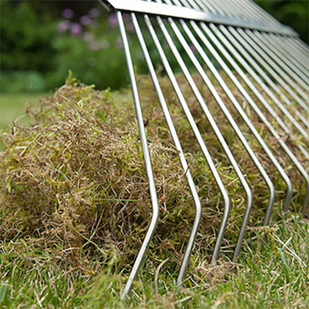 Moss and weed control Belper